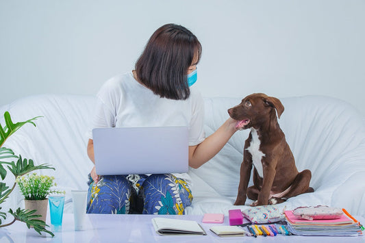 Pet Wellness Plans