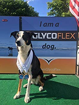 VetriScience GlycoFlex Ultimate Strength Healthy Hip & Joint Glucosamine Supplements for Dogs, with MSM, Chondroitin & Green-Lipped Mussel, Soft Chews, Duck, 60 Count - New Look