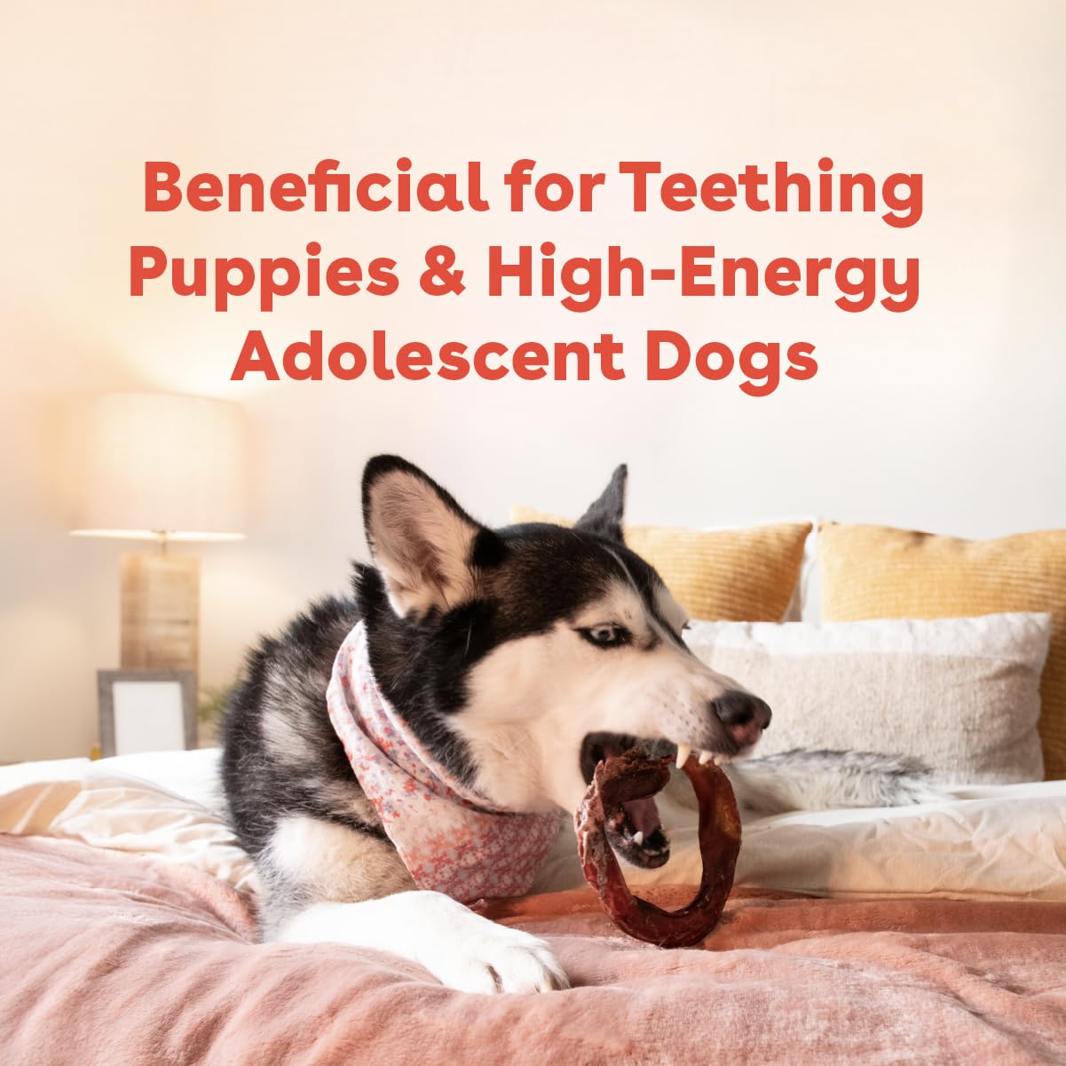 Pupford Bully Stick Rings for Puppies & Dogs, Long-Lasting Beef Dog Chew Treats, 3 Pack