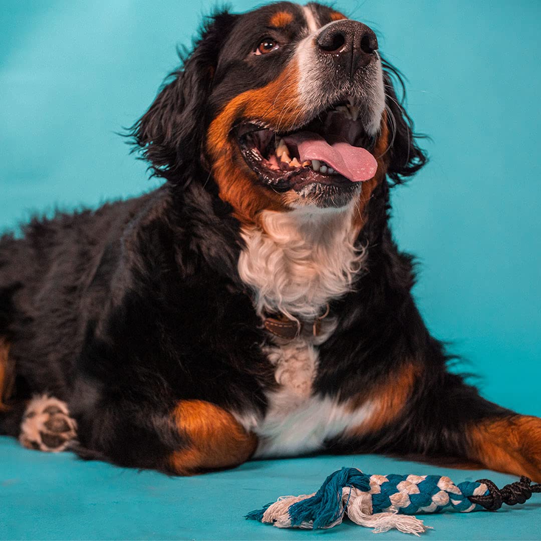 Pupford Flirt Pole for Large Dogs - Training, Exercise and Play for Puppies and Adult Dogs