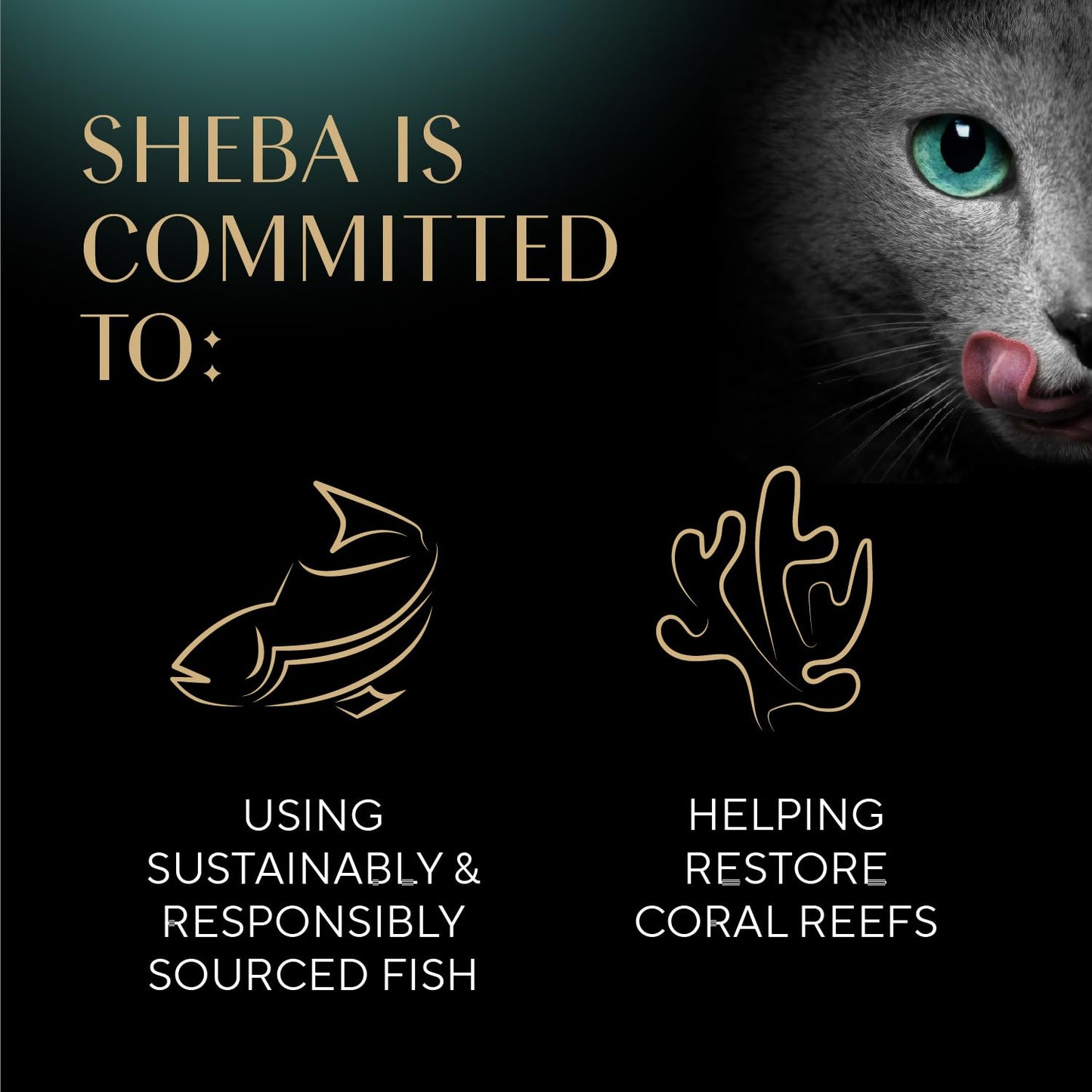 Sheba Perfect Portions Wet Cat Food Cuts in Gravy Variety Pack, Roasted Chicken Entree, with Sustainable Salmon, and Tender Turkey Entree, 2.6 oz. Twin-Pack Trays (24 Count, 48 Servings)
