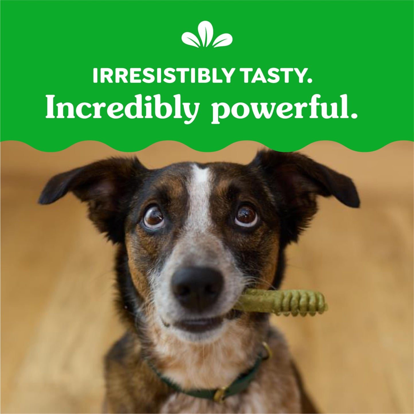 Greenies Regular Dental Dog Treats, 3-Flavor Variety Pack, (3) 12 oz. Pouches, 36 Total Treats