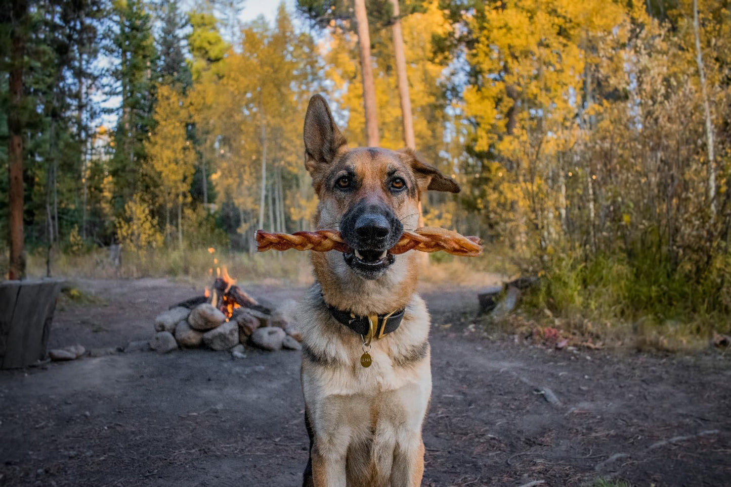 Redbarn Pet Products All-Natural 12" Braided Bully Sticks for Dogs - Premium Grain-Free & Rawhide-Free Single Ingredient Long Lasting Low Odor Dental Treat for Chewers - 2 Count