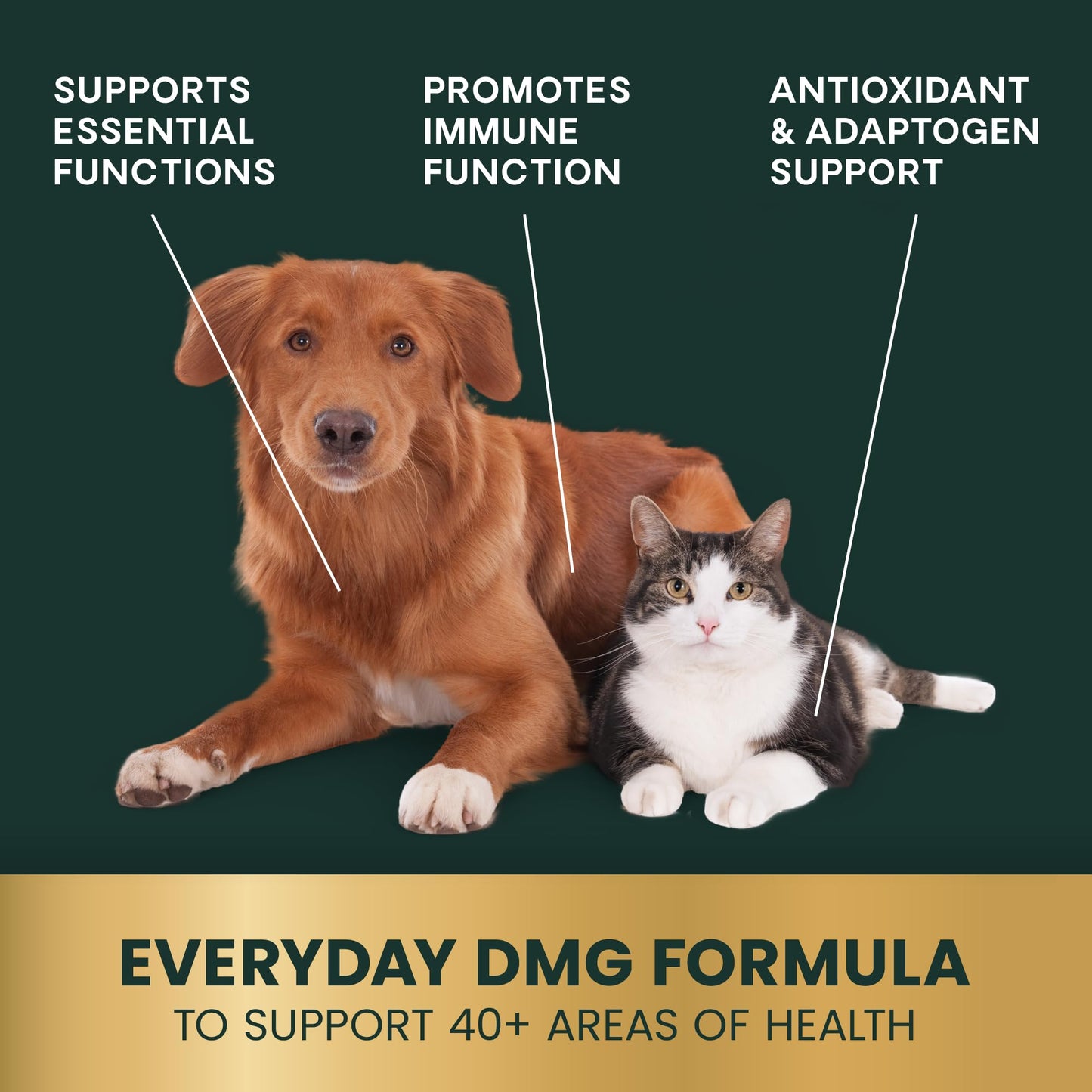 VETRISCIENCE DMG Immunity Health Easy-Dose Liquid, Vetri DMG Immune Support Supplement for Dogs and Cats, Hypoallergenic, Support Performance, Stamina, Immune Response, DMG (Dimethylglycine), 114 ml