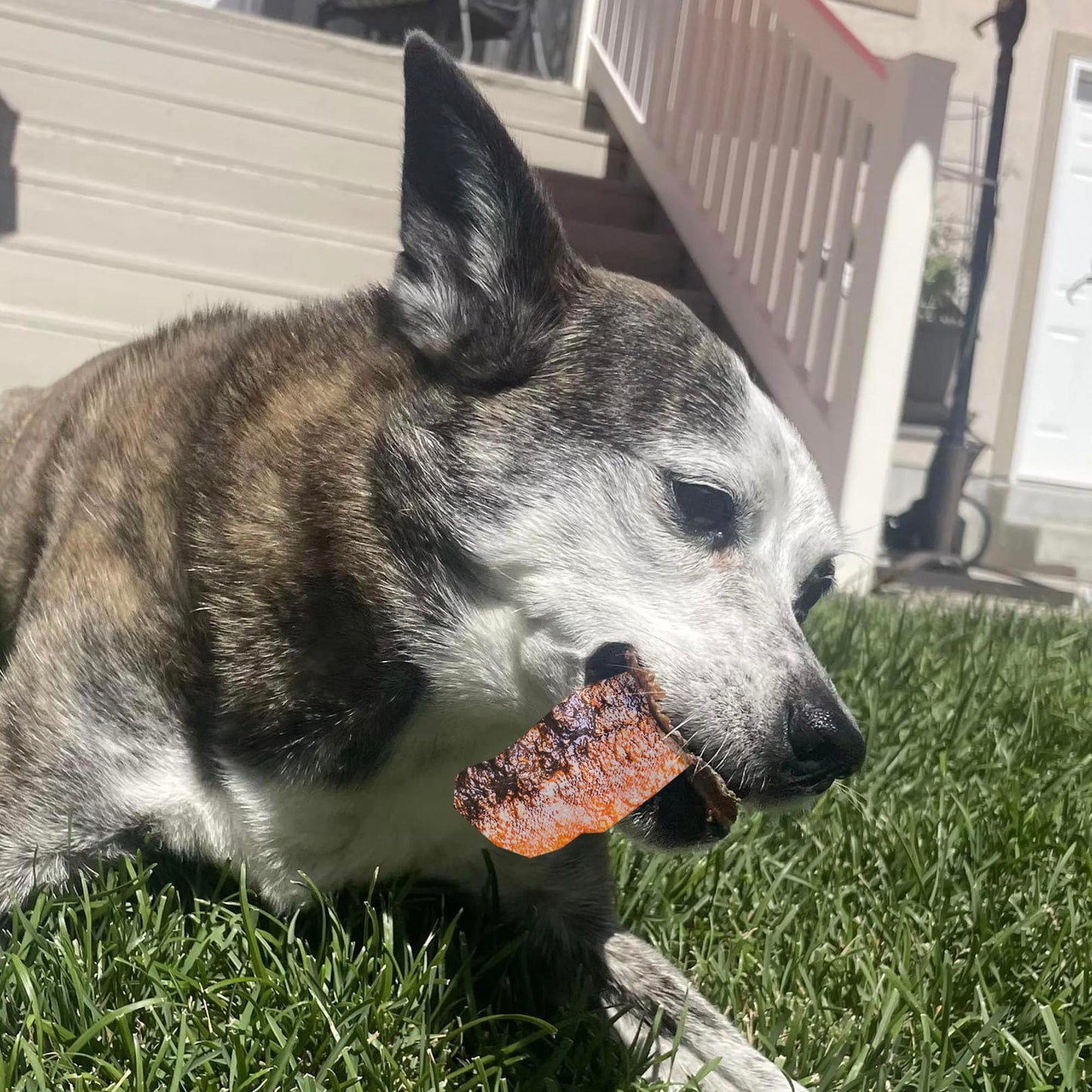 Pupford Crunchy Jerky Treats for Dogs & Puppies, Made in USA, Single Ingredient, No Fillers (Salmon, 4 oz)