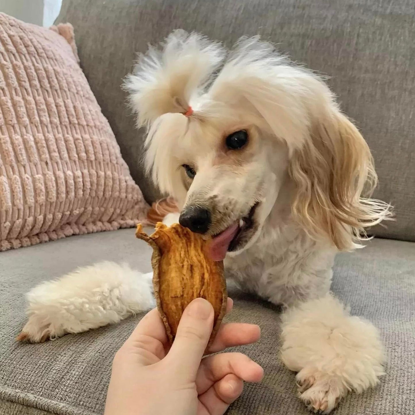 Pupford Crunchy Jerky Treats for Dogs & Puppies, Made in USA, Single Ingredient, No Fillers (Sweet Potato, 4 oz)