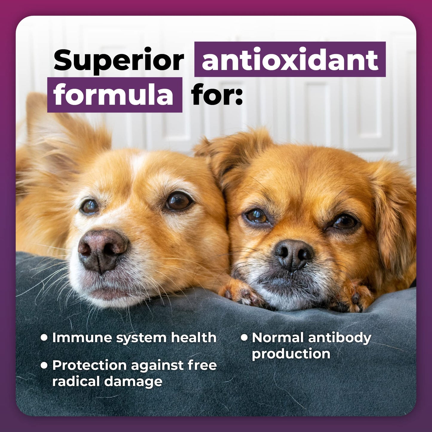 VetriScience Immunity Health Easy-Open Capsules, 22 Antioxidants for Cell Advance, Immune Plus Supplement for Small Breed Dogs, Immune and Allergy Support, 60 Count