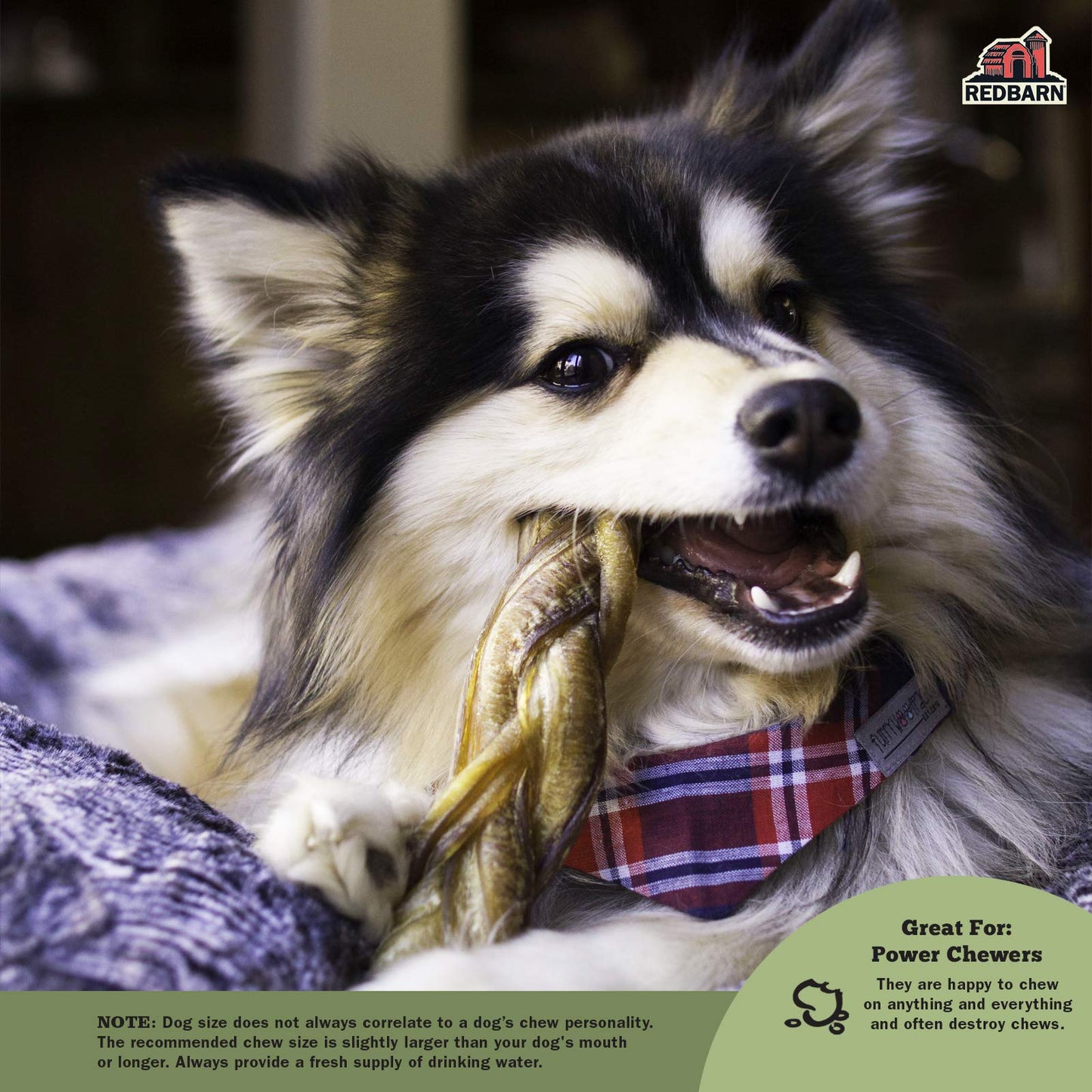 Redbarn Pet Products All-Natural 7" Braided Bully Sticks for Dogs - Premium Grain-Free & Rawhide-Free Single Ingredient Long Lasting Low Odor Dental Treat for Chewers - 3 Count