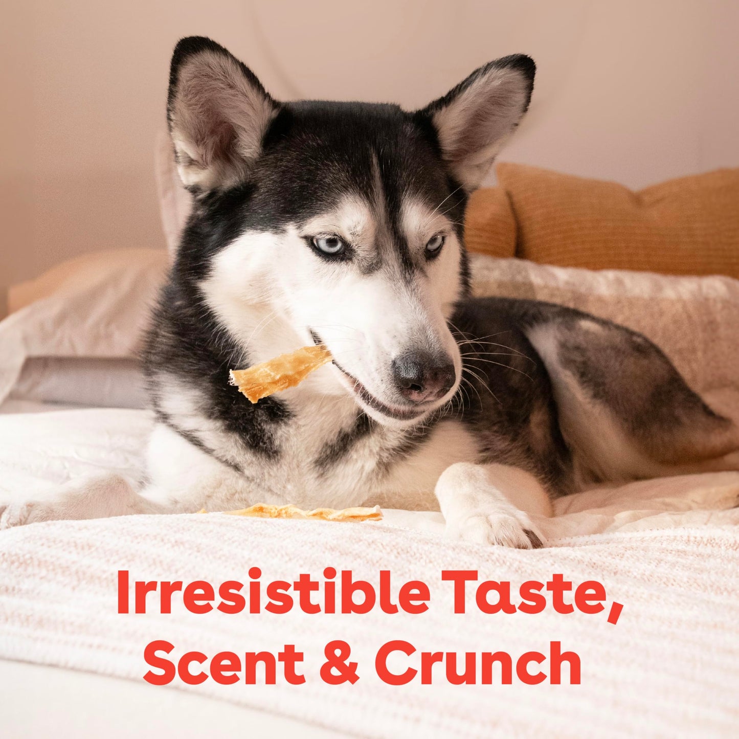 Pupford Turkey Tendon Dog Treats, High-Protein Chews for Healthy Teeth & Joints, Single Ingredient, Grain-Free, Made in USA (2.5 oz)