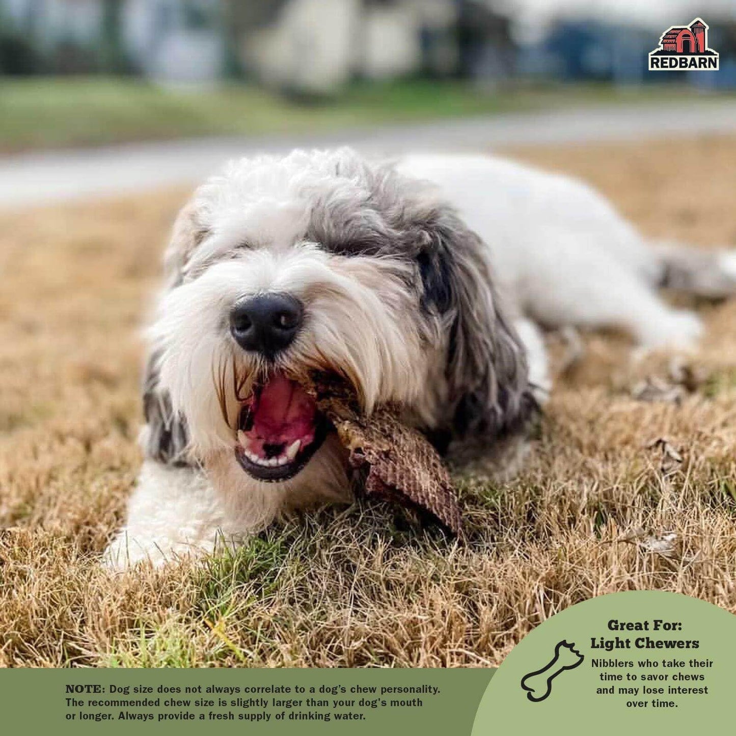 Redbarn Pet Products All-Natural Lamb Lung Filets for Dogs - Premium Grain-Free Single Ingredient Dental Treats - Made in USA with No Artificial Ingredients - 10 oz Bag