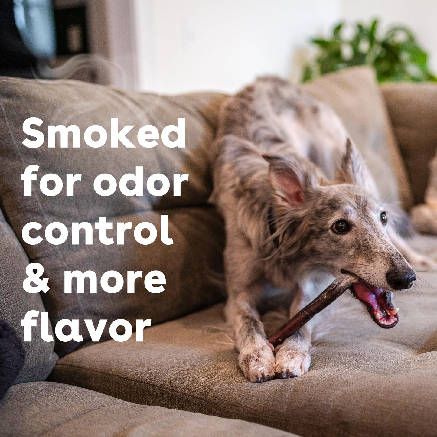 Pupford Thick Bully Sticks for Dogs & Puppies, Smoked for Improved Smell, Natural, Long-Lasting, Single Ingredient Chews for Medium & Large Breeds (12", 4 Count)
