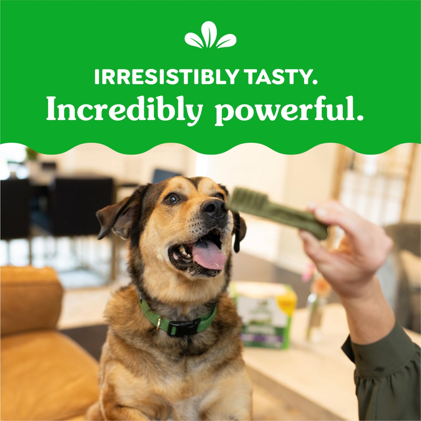 Greenies Original Large Dental Dog Treats, 12 oz. Pack (8 Treats)