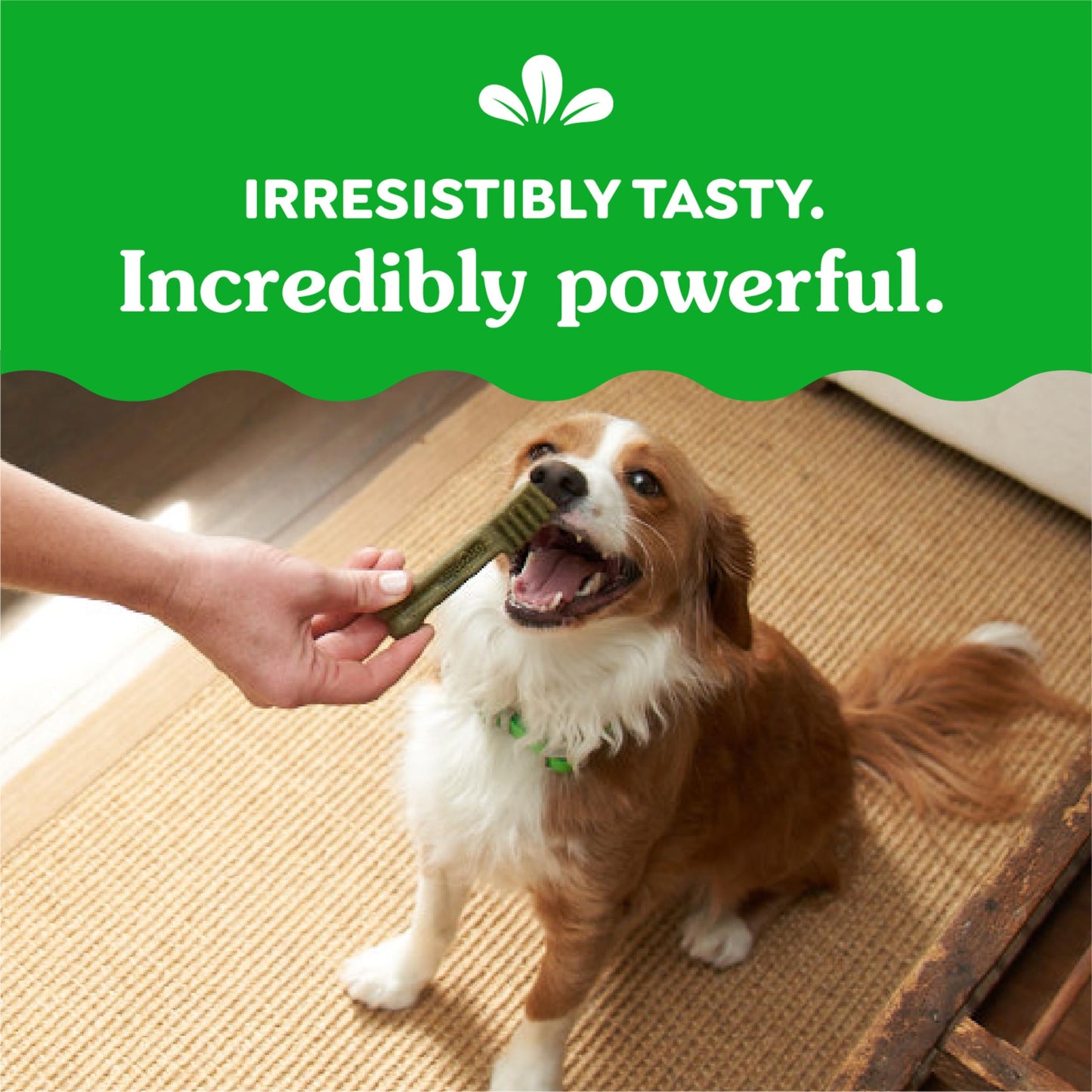 Greenies Original Petite Dental Dog Treats, 12 oz. Pack (20 Treats)