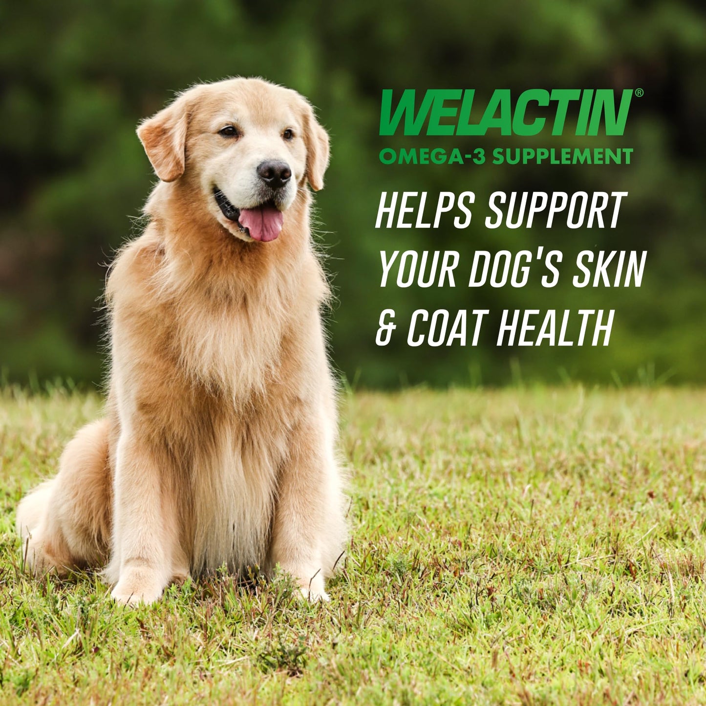 Nutramax Welactin Canine Soft Gel - 120 ct
