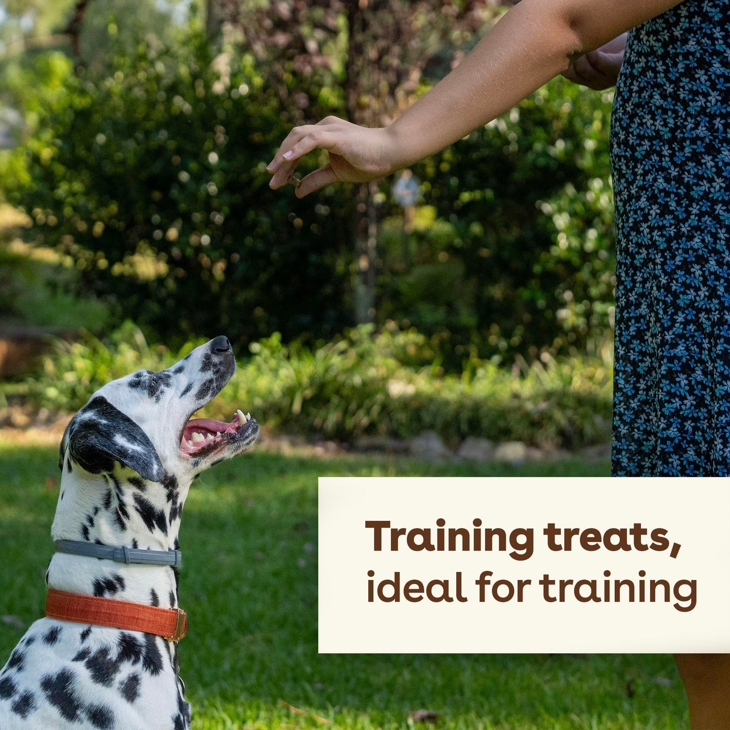 Pupford Freeze Dried Training Treats Bundle for Dogs & Puppies, 1400+ Limited Ingredient Bites (Beef Liver + Chicken + Salmon, 4oz)