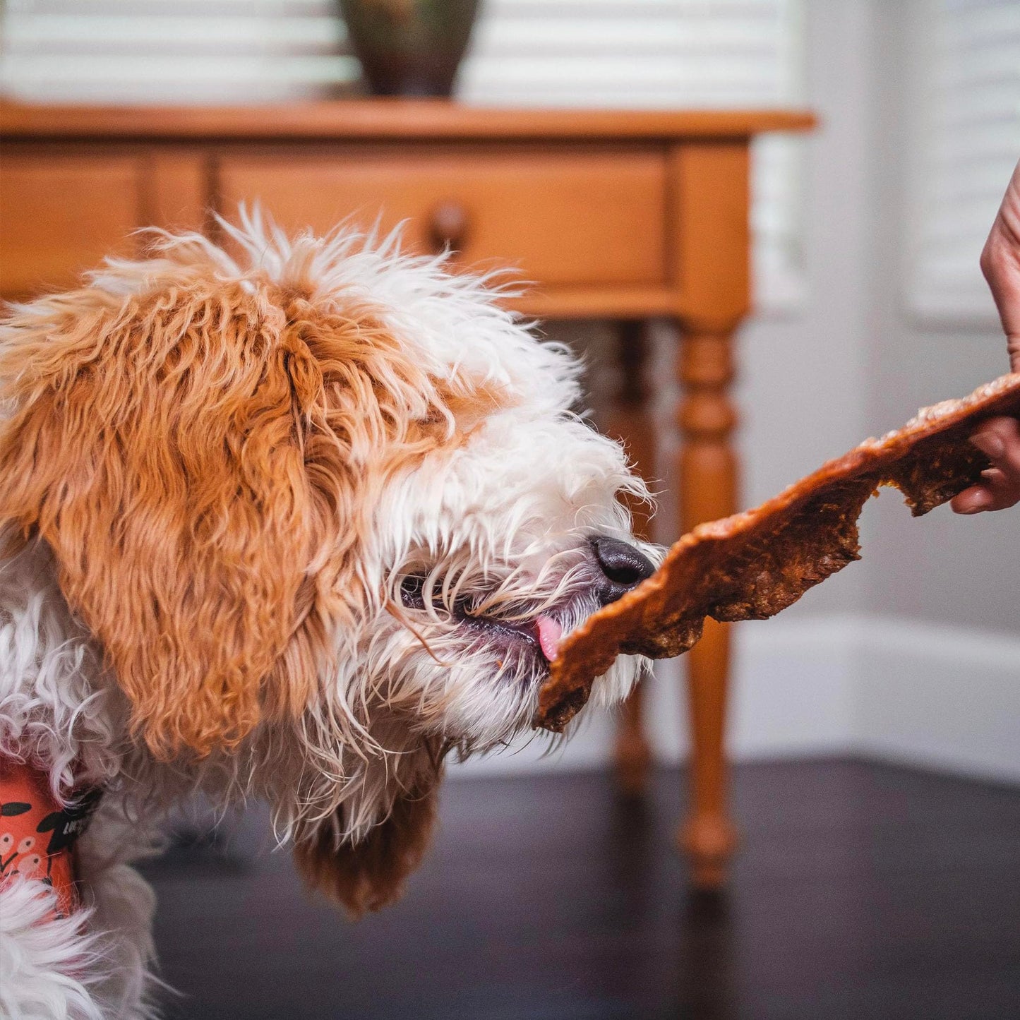 Pupford Crunchy Jerky Treats for Dogs & Puppies, Made in USA, Single Ingredient, No Fillers (Salmon, 4 oz)