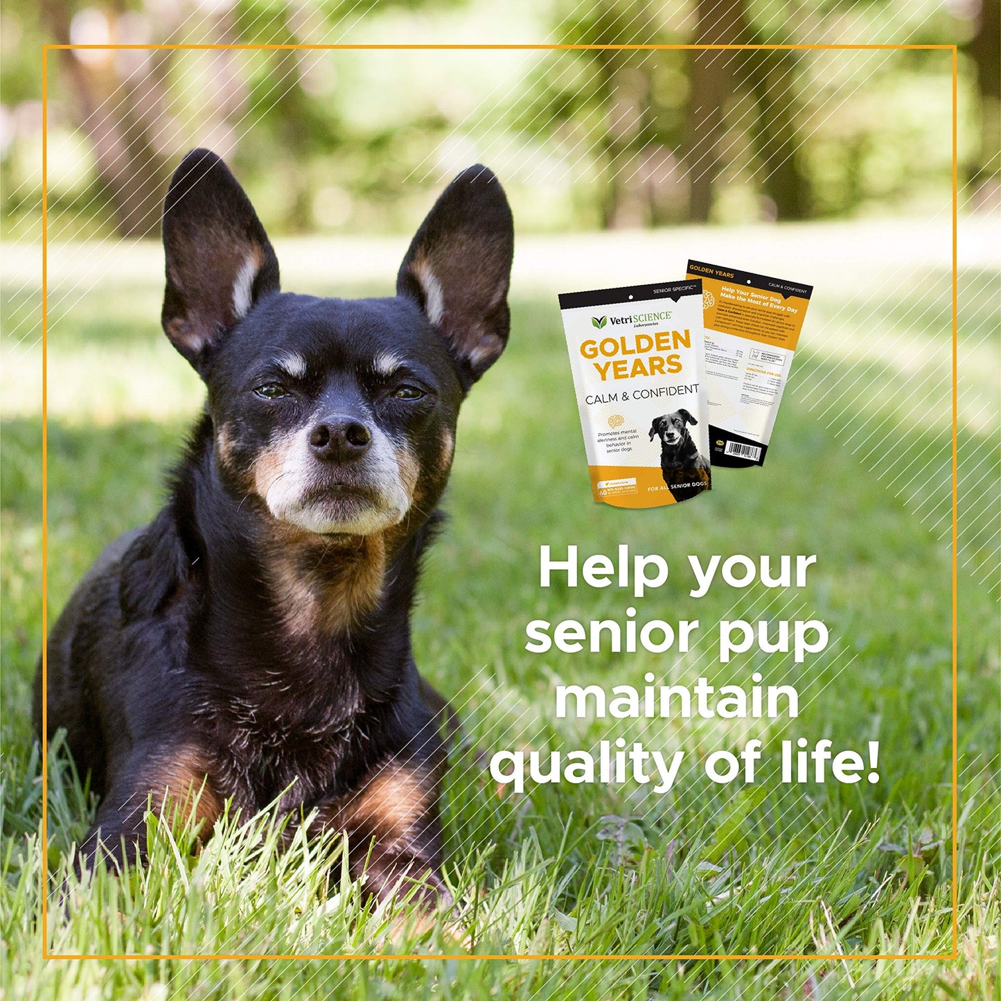 VetriScience Senior Calm & Confident Soft Chews with Colostrum and L-Theanine, Golden Years Calming, Cognition and Brain Health, Sundowners Supplement for Senior Dogs, Chicken, 60 Count