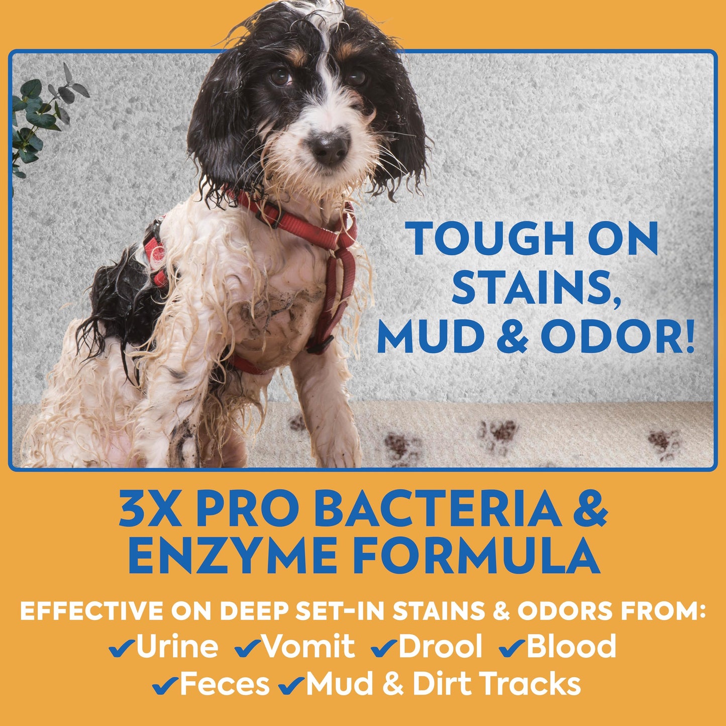OUT! PetCare Complete Oxy Stain Remover, Oxy Orange Spray, Pet Stain and Odor Eliminator, Carpet Cleaner, Dog Urine Remover and Pet Odor Neutralizer, Upholstery Cleaner, 32 fl oz