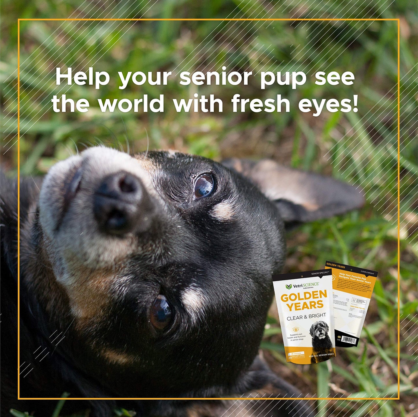 VetriScience Golden Years Clear and Bright Vision Support for Senior Dogs, Chicken Flavor, 60 Chews - Supports Cloudy and Teary Eyes and Ocular Blood Flow