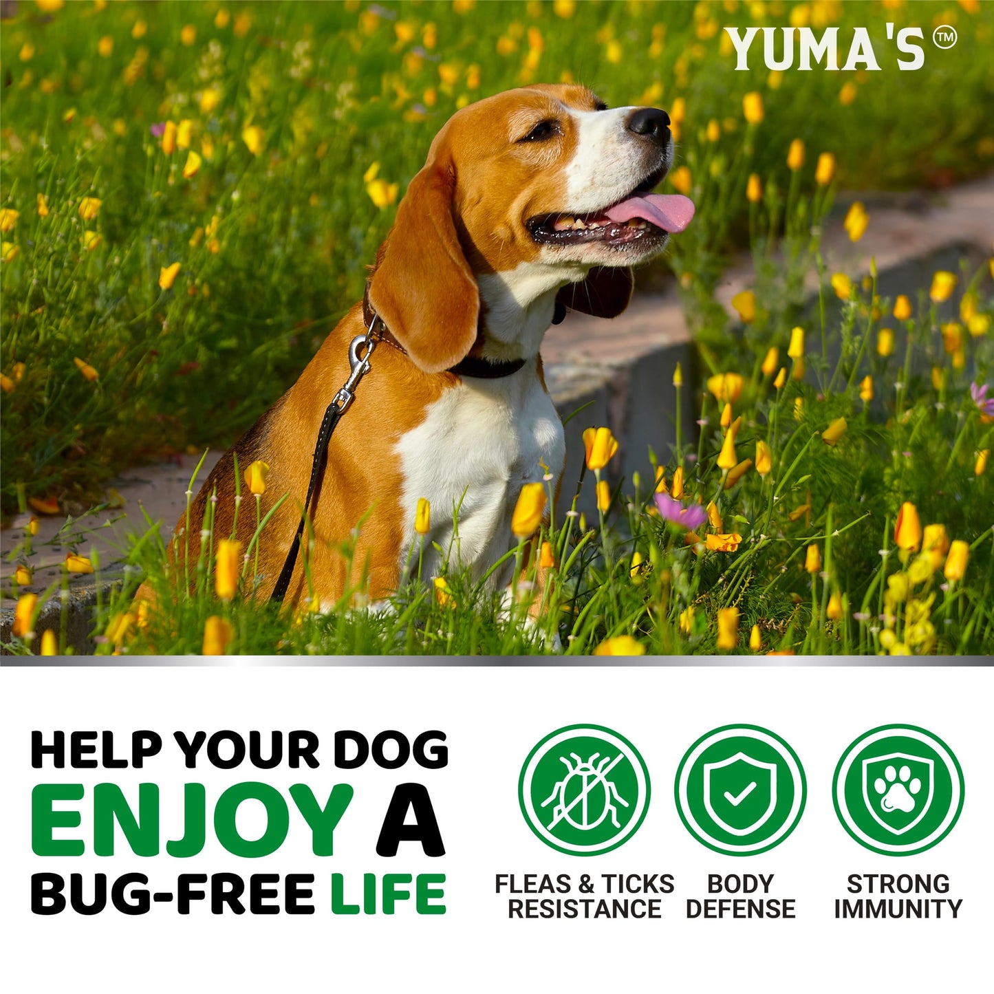 Flea and Tick Prevention for Dogs Chewables - 170 Treats - Natural Dog Flea and Tick Treatment Chewable Supplement - Oral Pills - All Breeds & Ages - Soft Chews - Made in USA - Chicken Flavor