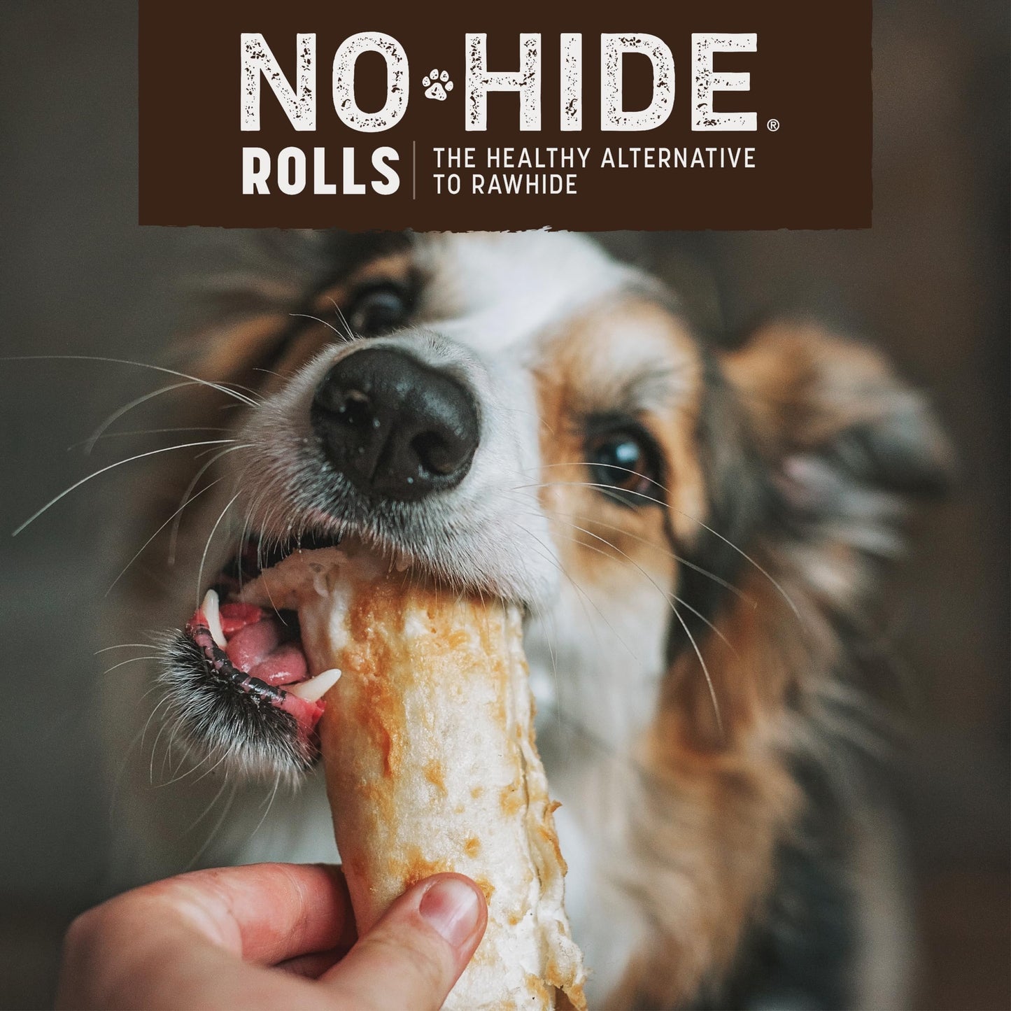 Earth Animal No Hide Small Long Lasting Dog Chew Rolls, Beef, 2.4 Oz
