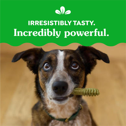 Greenies Original Regular Dental Dog Treats, 12 oz. Pack (12 Treats)