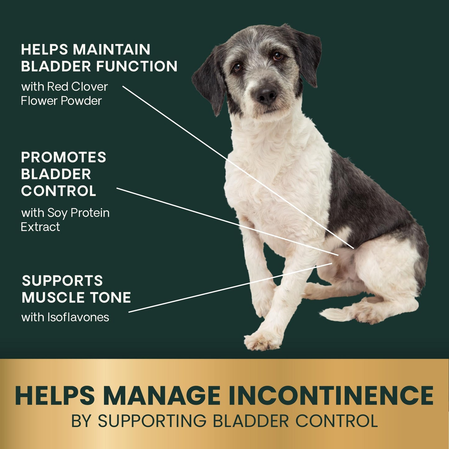 VETRISCIENCE Bladder Health Chews, Vetri Bladder Supplement for Dogs, Incontinence Support, Reduce Urine Leakage and Overactive Bladder, Soy Protein and Red Clover, Chicken, 60 Count