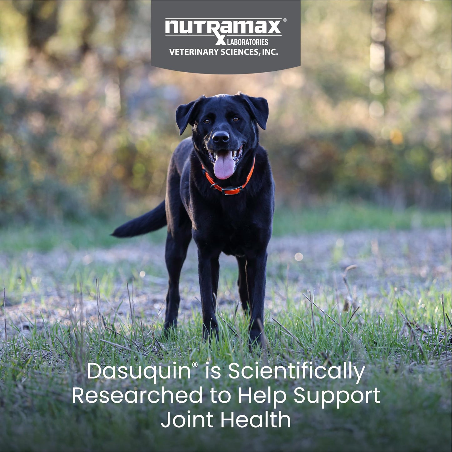 Nutramax Dasuquin for Large Dogs, Joint Health Supplement, Contains Glucosamine for Dogs, Plus Chondroitin, ASU and More, Supports Healthy Joints, Chewable Tablets, 150 Count