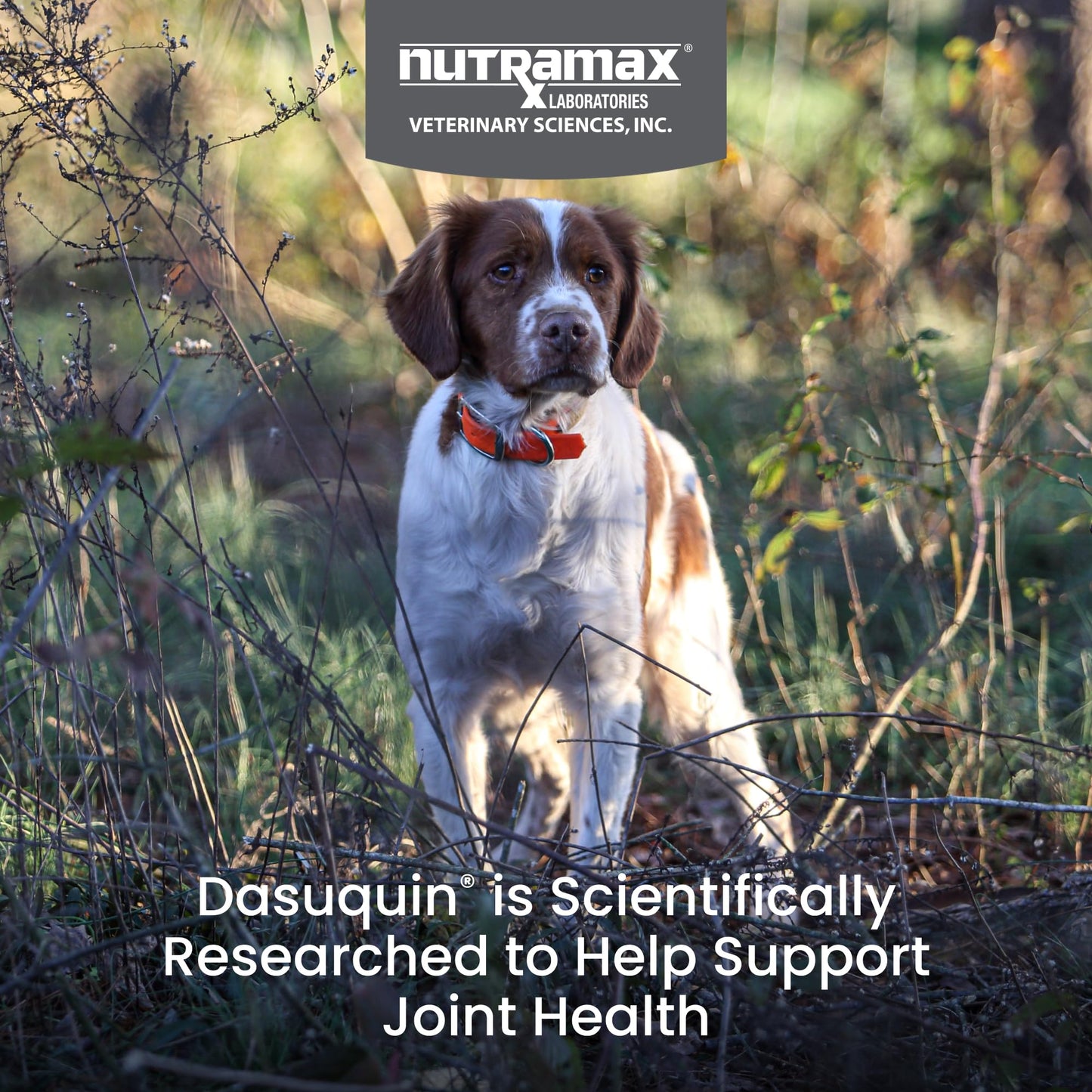 Nutramax Laboratories Dasuquin with MSM Chewables, Small/Medium Dog, 150 Count, White