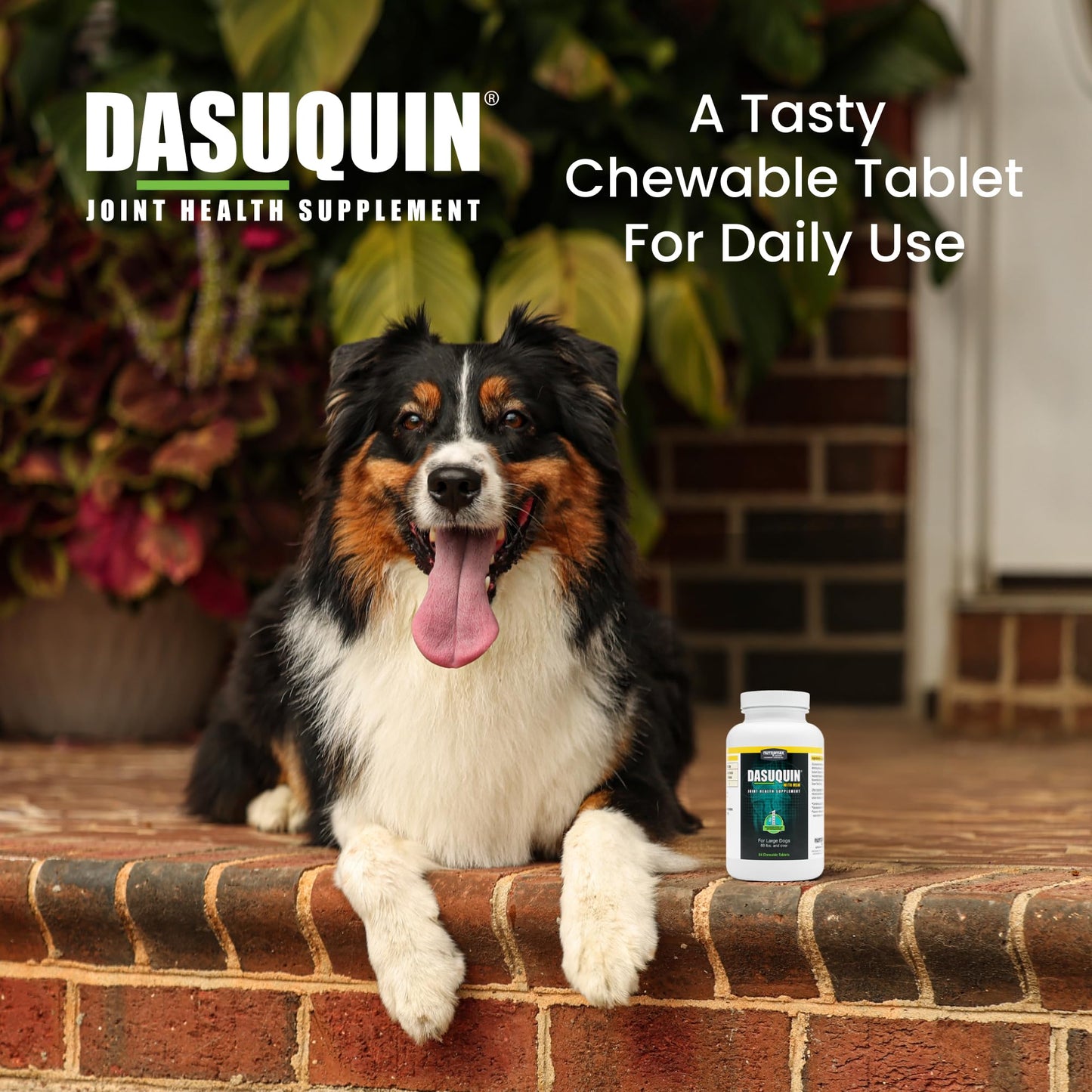 Nutramax Dasuquin with MSM Joint Health Supplement for Large Dogs - With Glucosamine, MSM, Chondroitin, ASU, Boswellia Serrata Extract, and Green Tea Extract, 84 Chewable Tablets