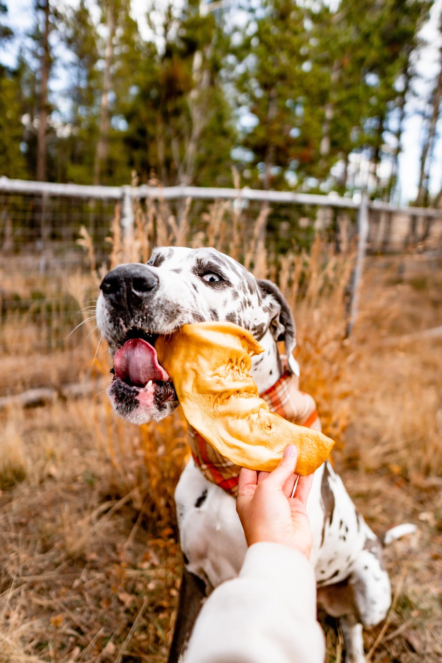 Redbarn Premium All-Natural Cow Ear for Dogs - Slow Roasted Single Ingredient Rawhide Alternative Chew Treat for Aggressive Chewers - 4.2 oz Bag (7 to 9 Ears)