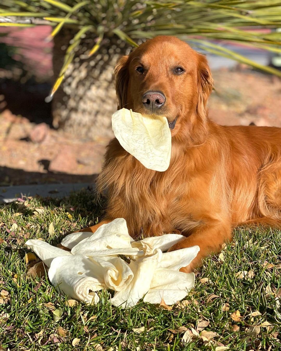 Redbarn Premium All-Natural Cow Ear for Dogs - Slow Roasted Single Ingredient Rawhide Alternative Chew Treat for Aggressive Chewers - 4.2 oz Bag (7 to 9 Ears)
