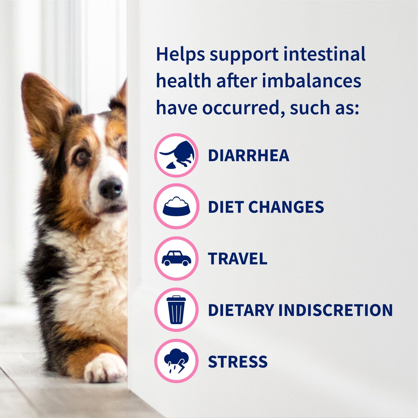 Nutramax Proviable Digestive Health Supplement Kit with Multi-Strain Probiotics and Prebiotics for Cats and Small Dogs, With 7-Strains of Bacteria, 15 mL Paste and 10 Capsules