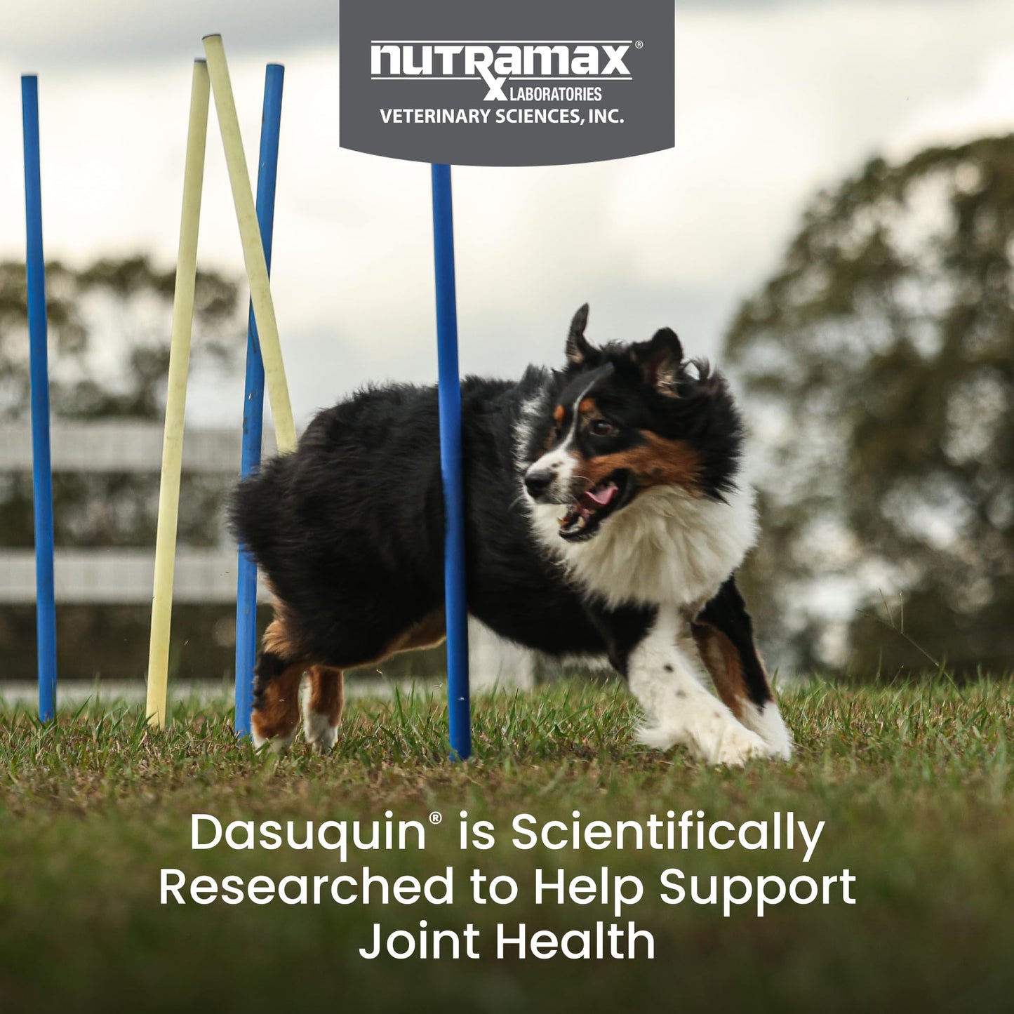 Nutramax Dasuquin with MSM Joint Health Supplement for Large Dogs - With Glucosamine, MSM, Chondroitin, ASU, Boswellia Serrata Extract, and Green Tea Extract, 84 Chewable Tablets