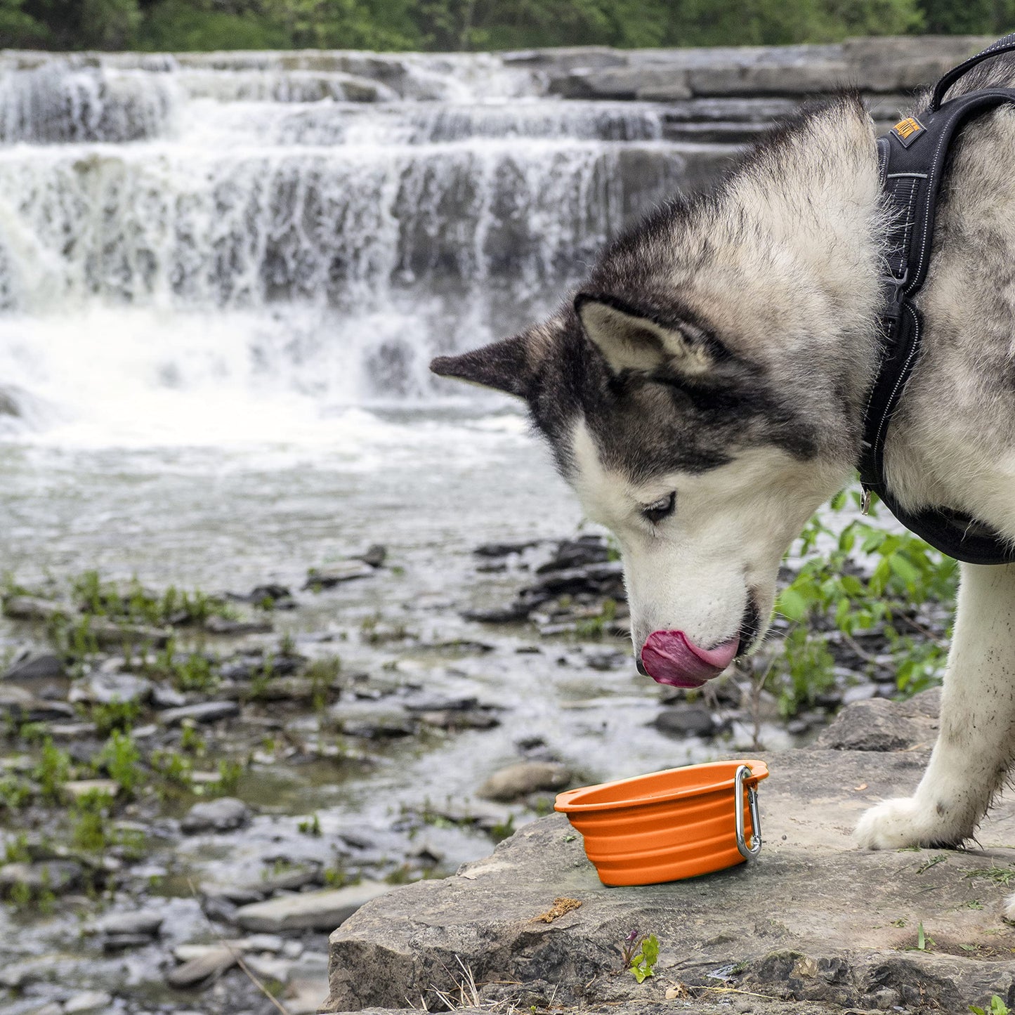 Mighty Paw Collapsible Travel Dog Bowl Set - Silicone Food and Water Bowls - Bonus Carabiner Clip - Ideal Hiking - Camping - Walking - Lightweight - Leak-Proof Dog Set - Orange - 2 Pack (27 oz)