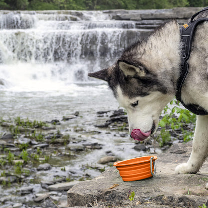 Mighty Paw Collapsible Travel Dog Bowl Set - Silicone Food and Water Bowls - Bonus Carabiner Clip - Ideal Hiking - Camping - Walking - Lightweight - Leak-Proof Dog Set - Orange - 2 Pack (27 oz)